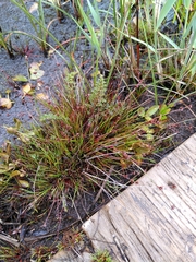 Juncus bulbosus