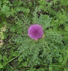 Cirsium drummondii