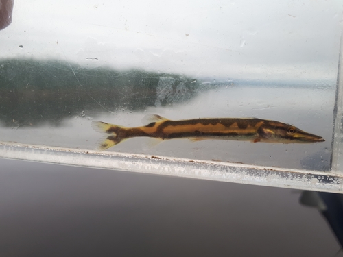 Muskellunge