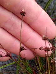 Juncus bulbosus