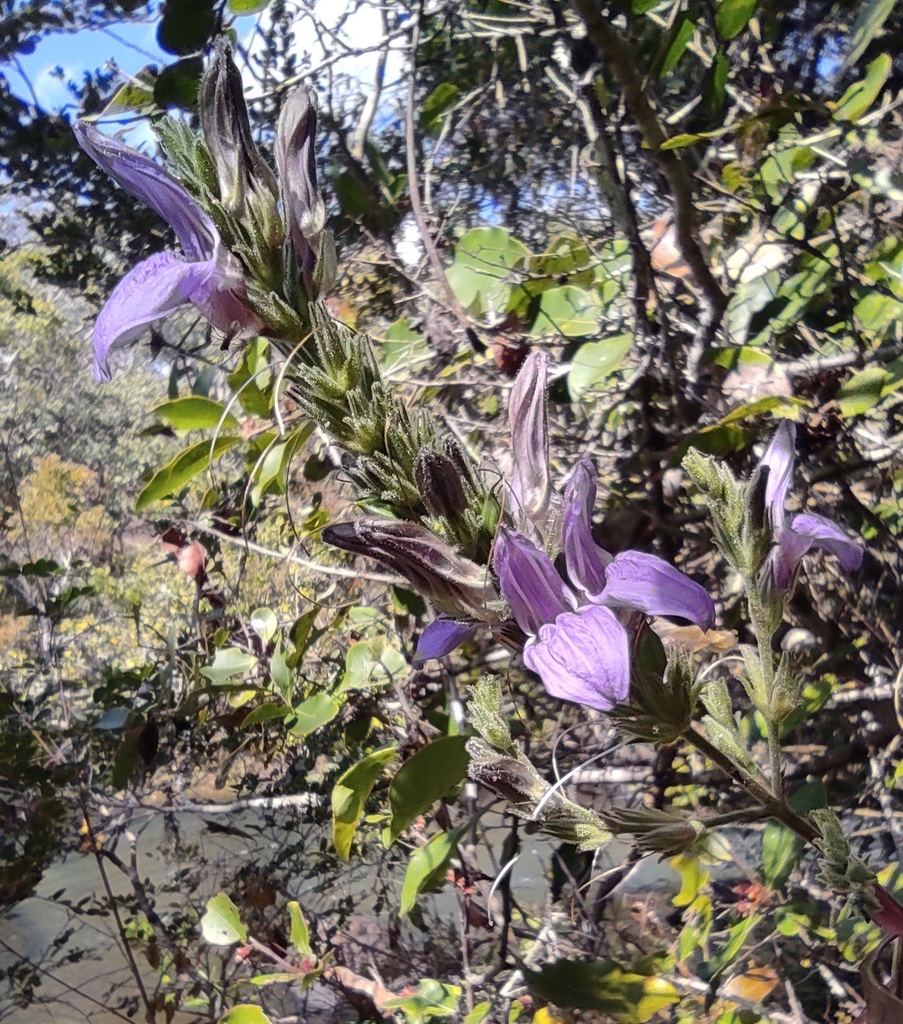 Isoglossa grandiflora
