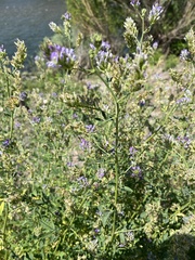 Medicago sativa