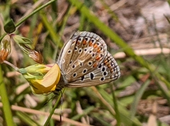 Polyommatus celina