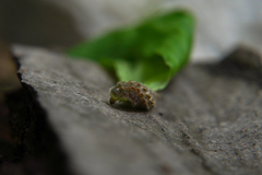Thecla betulae