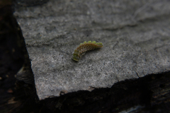 Thecla betulae