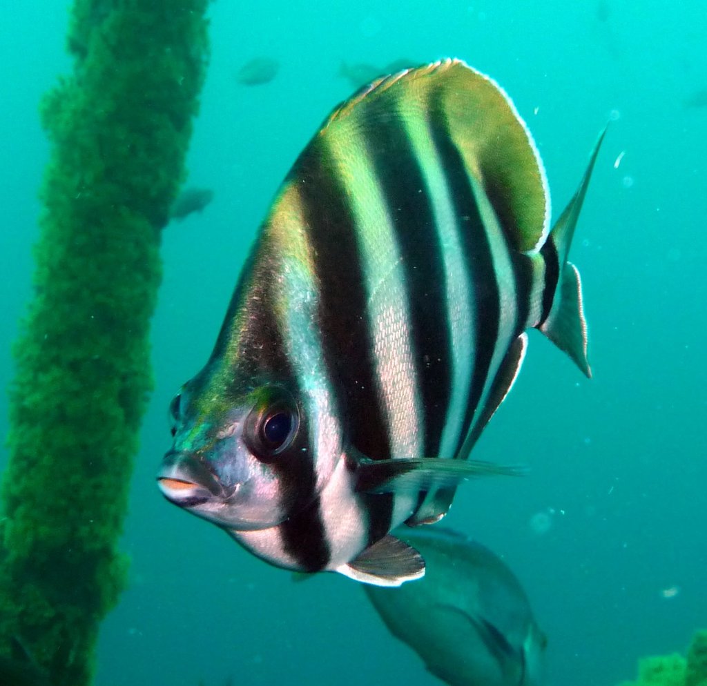 Stripeys