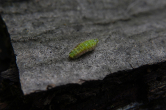 Thecla betulae