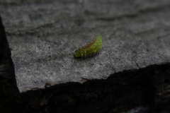 Thecla betulae