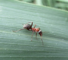 Formica rufibarbis