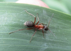Formica rufibarbis