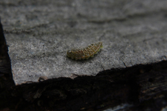 Thecla betulae