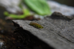 Thecla betulae