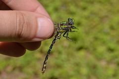 Ophiogomphus susbehcha