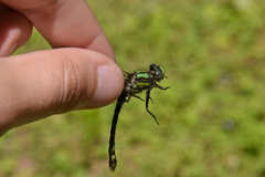 Ophiogomphus susbehcha