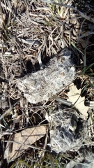 Canis lupus italicus