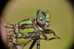 Ophiogomphus susbehcha