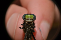 Ophiogomphus susbehcha