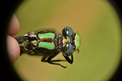 Ophiogomphus susbehcha