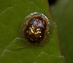 Cassida versicolor