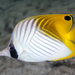 Threadfin Butterflyfish - Photo (c) zsispeo, some rights reserved (CC BY-SA)