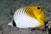 Threadfin Butterflyfish - Photo (c) zsispeo, some rights reserved (CC BY-SA)