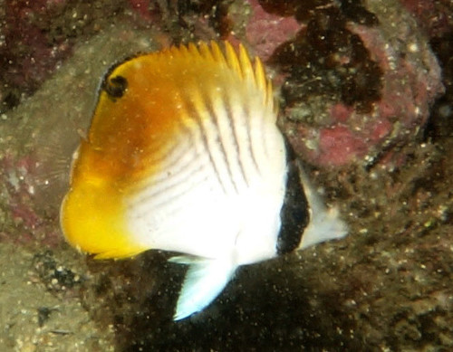 Threadfin Butterflyfish