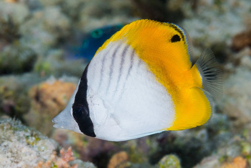 Threadfin Butterflyfish