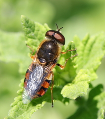 Odontomyia ornata