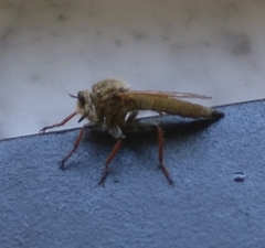 Echthistus rufinervis