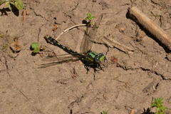Ophiogomphus susbehcha
