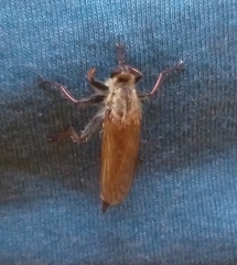 Echthistus rufinervis