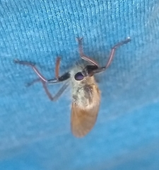 Echthistus rufinervis