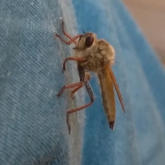 Echthistus rufinervis