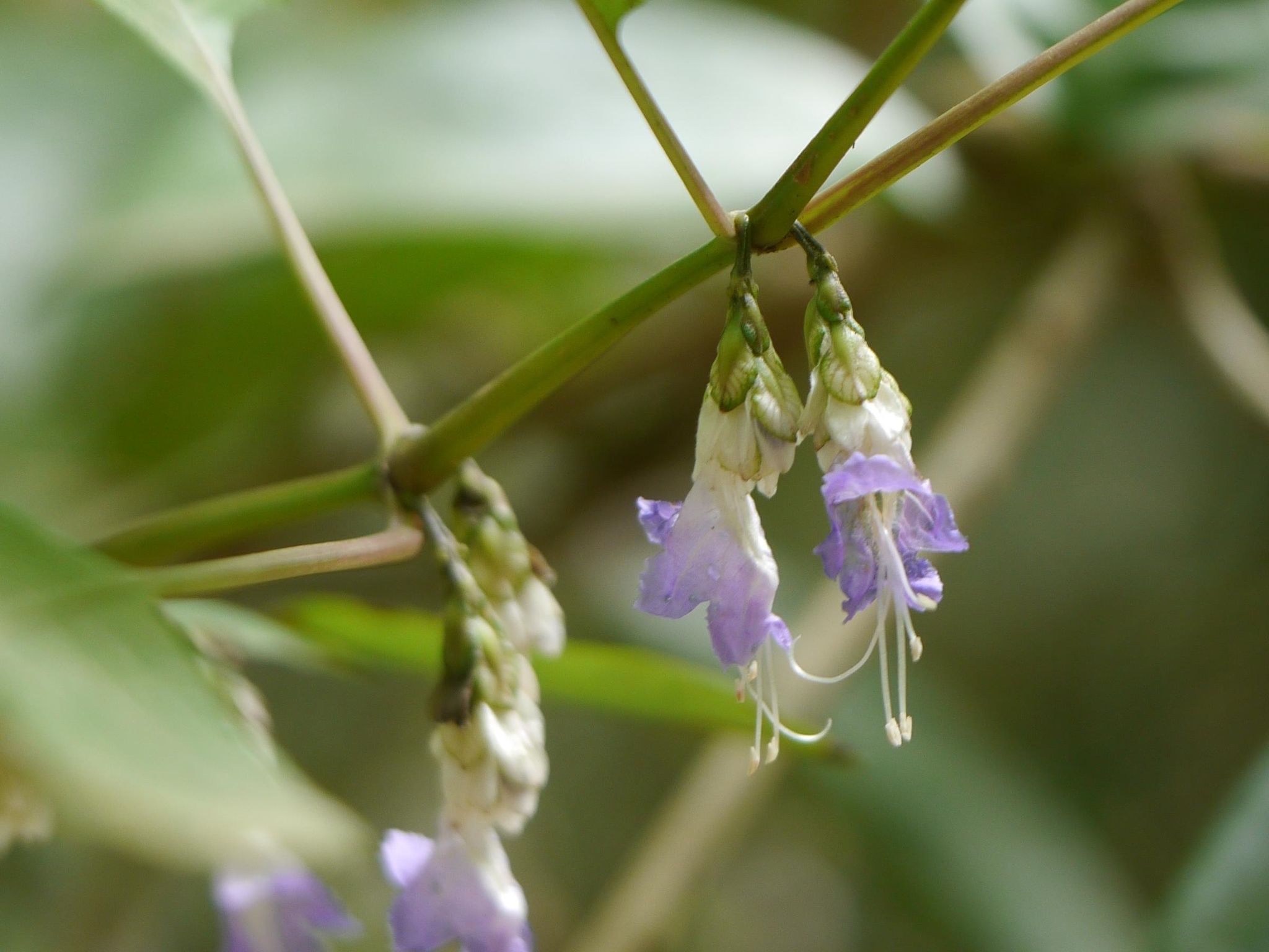 Strobilanthes jomyi P.Biju, Josekutty, Rekha & J.R.I.Wood