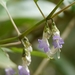 Strobilanthes jomyi - Photo (c) Dinesh Valke, some rights reserved (CC BY-SA)