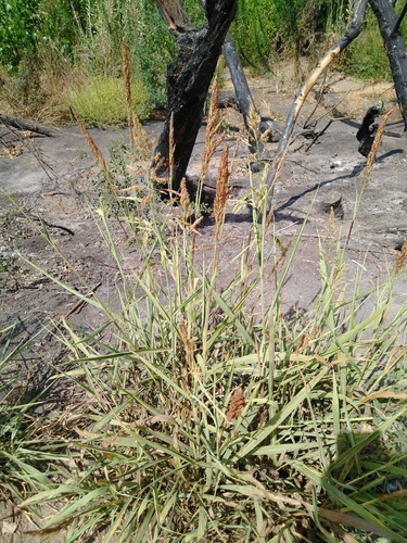 photo of Barnyardgrass (Echinochloa crus-galli)
