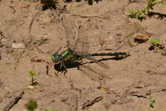 Ophiogomphus susbehcha