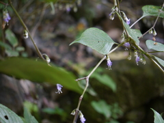 Strobilanthes jomyi