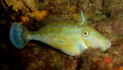 Horse-Shoe Leatherjacket photo 3