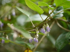 Strobilanthes jomyi