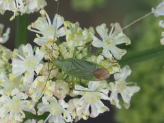 Calocoris