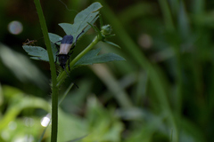 Chauliognathus tripartitus