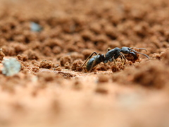Paltothyreus tarsatus