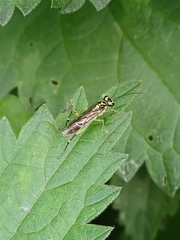 Pachyprotasis antennata