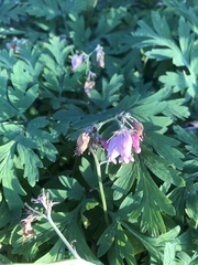 Dicentra formosa