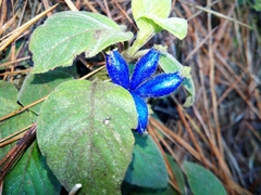 Coccocypselum lanceolatum