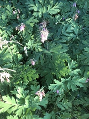 Dicentra formosa