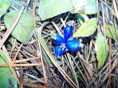 Coccocypselum lanceolatum