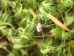 Leptobunus parvulus