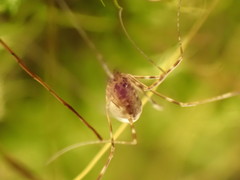 Leptobunus parvulus